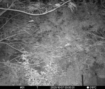 Oct 7 2025  3:00:31, #01