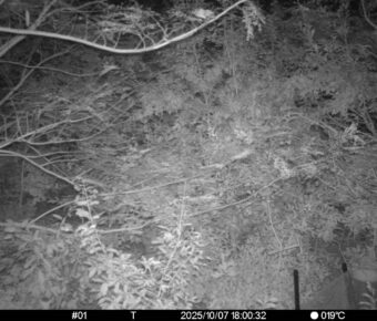 Oct 7 2025 18:00:32, #01