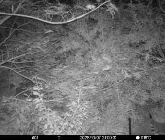 Oct 7 2025 21:00:31, #01