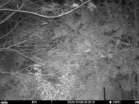 Oct 8 2025  0:00:31, #01