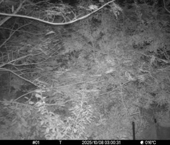 Oct 8 2025  3:00:31, #01