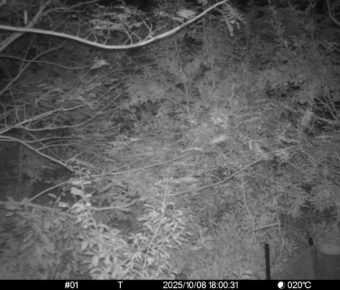 Oct 8 2025 18:00:30, #01