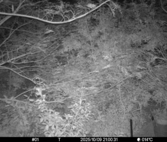 Oct 9 2025 21:00:31, #01