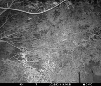 Oct 10 2025 18:00:31, #01