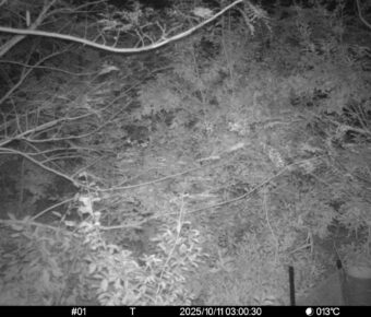 Oct 11 2025  3:00:30, #01