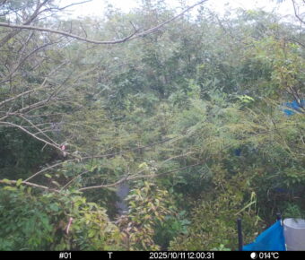 Oct 11 2025 12:00:31, #01