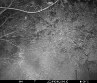 Oct 11 2025 21:00:30, #01