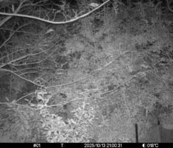 Oct 13 2025 21:00:31, #01
