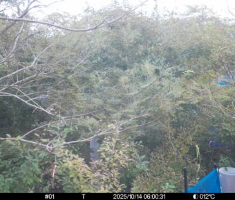Oct 14 2025  6:00:31, #01