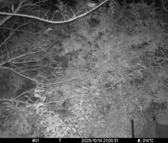 Oct 14 2025 21:00:31, #01