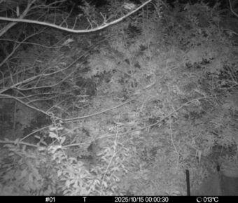 Oct 15 2025  0:00:30, #01