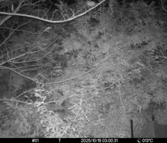 Oct 15 2025  3:00:31, #01
