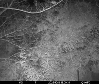 Oct 16 2025 18:00:31, #01