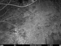 Oct 16 2025 21:00:31, #01