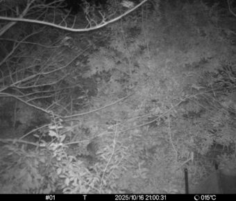 Oct 16 2025 21:00:31, #01