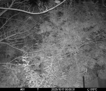 Oct 17 2025  0:00:31, #01