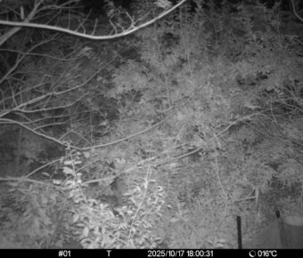 Oct 17 2025 18:00:31, #01