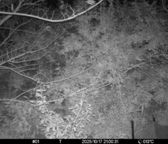 Oct 17 2025 21:00:30, #01