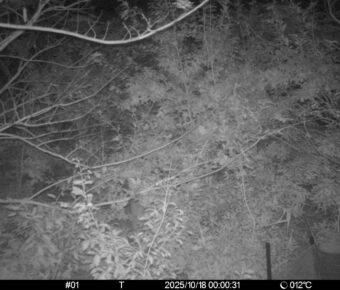Oct 18 2025  0:00:31, #01