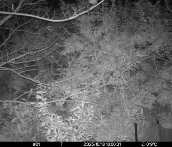 Oct 18 2025 18:00:31, #01