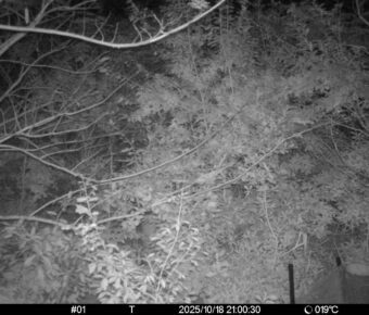 Oct 18 2025 21:00:30, #01