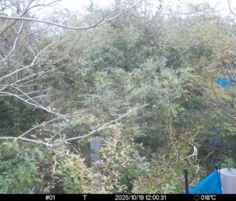 Oct 19 2025 12:00:31, #01