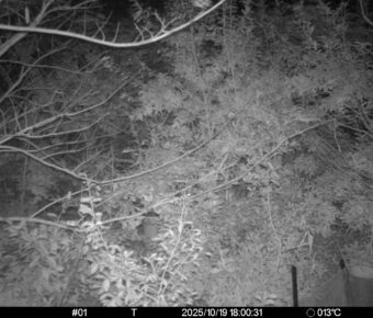 Oct 19 2025 18:00:31, #01