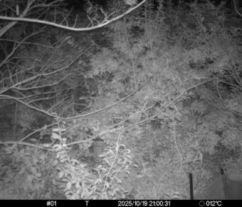 Oct 19 2025 21:00:31, #01