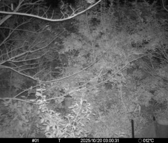 Oct 20 2025  3:00:31, #01