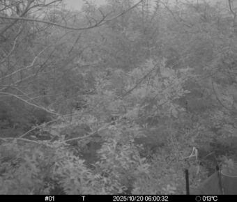 Oct 20 2025  6:00:32, #01