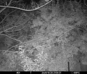 Oct 20 2025 21:00:31, #01