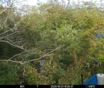 Oct 21 2025 15:00:31, #01