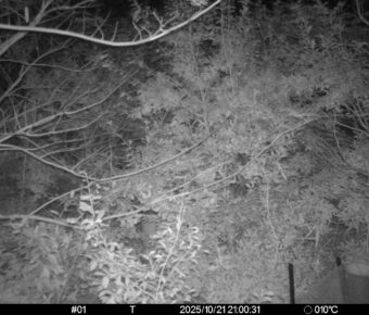 Oct 21 2025 21:00:31, #01