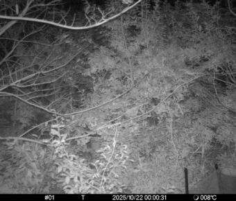 Oct 22 2025  0:00:31, #01