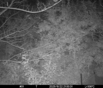 Oct 22 2025 21:00:31, #01