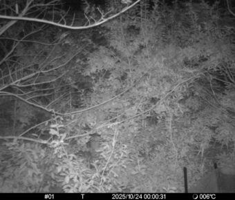 Oct 24 2025  0:00:31, #01