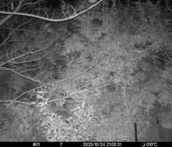 Oct 24 2025 21:00:31, #01
