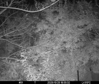 Oct 25 2025 18:00:32, #01