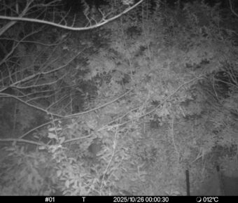 Oct 26 2025  0:00:30, #01