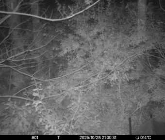 Oct 26 2025 21:00:31, #01