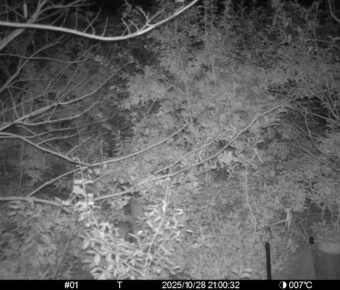 Oct 28 2025 21:00:32, #01