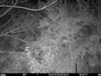 Oct 29 2025  0:00:31, #01