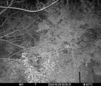 Oct 29 2025  0:00:31, #01