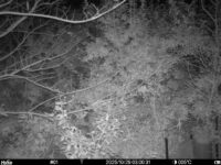 Oct 29 2025  3:00:31, #01