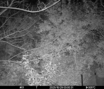 Oct 29 2025  3:00:31, #01