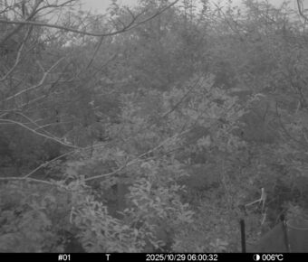 Oct 29 2025  6:00:32, #01