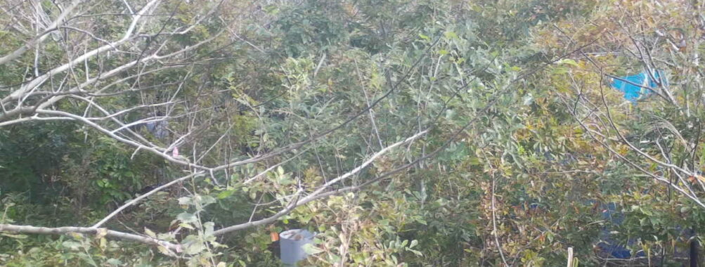 Oct 29 2025  9:00:32, #01