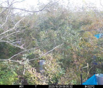 Oct 29 2025  9:00:32, #01