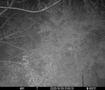 Oct 29 2025 21:00:31, #01