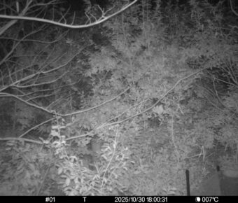 Oct 30 2025 18:00:31, #01